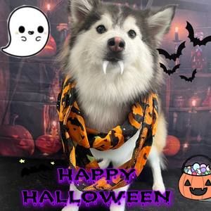 Meet your Posher, Raymond